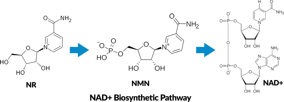 NAD+ Biosynthetic Pathway