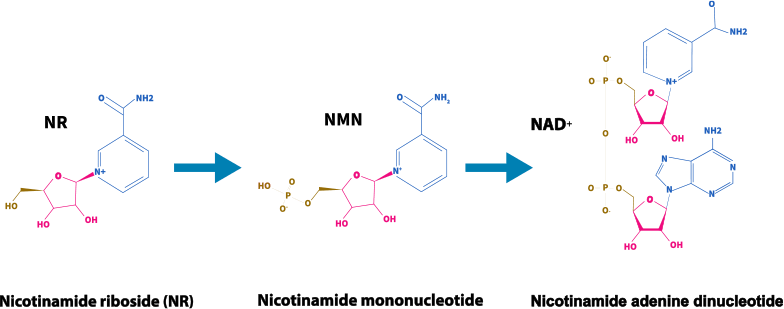 Graph: Overall process of NR to NMN to NAD+
