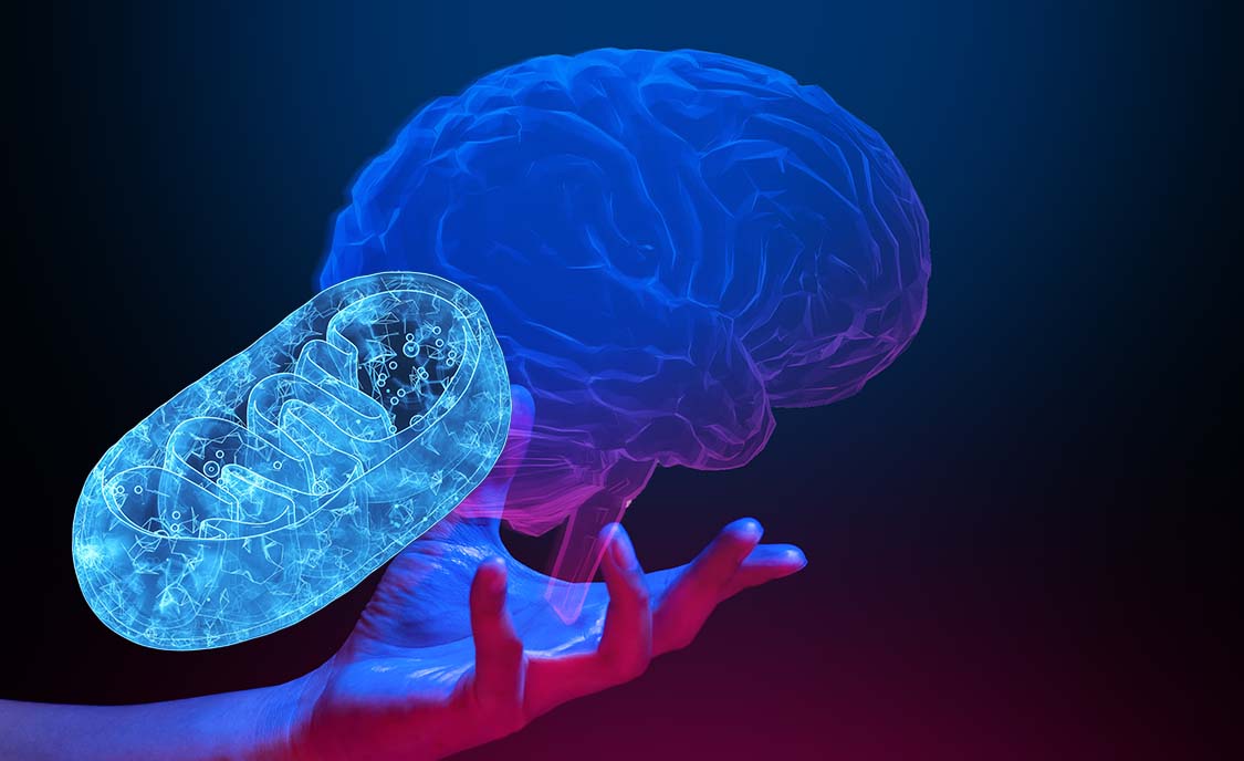 Why Your Brain Runs Out of Power After Lunch - And What Your Mitochondria Have to Do With It.