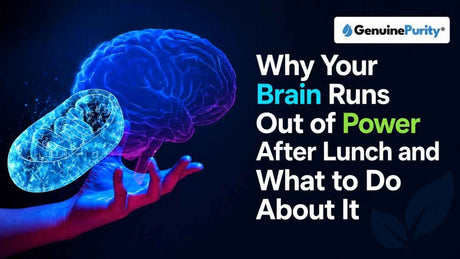Why Your Brain Runs Out of Power After Lunch - And What Your Mitochondria Have to Do With It.