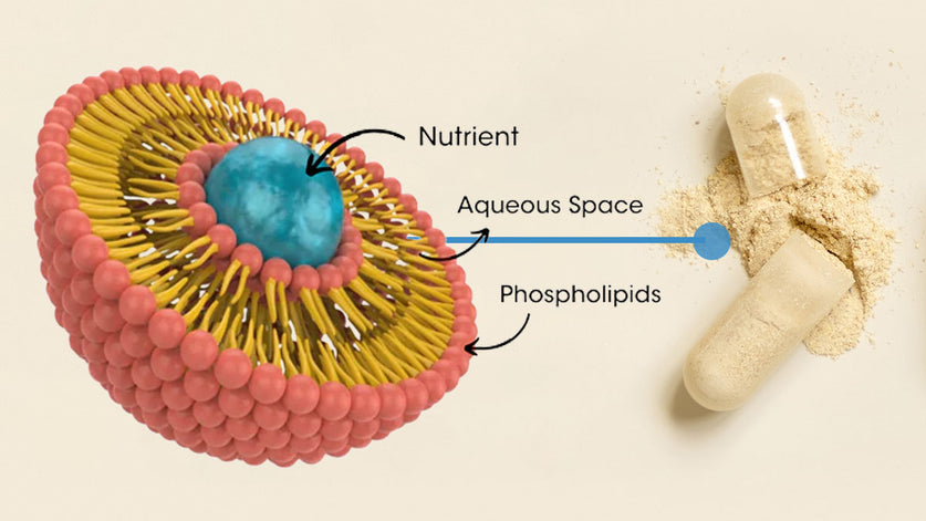 Longevity Activation Bundle 10 Liposomal Technology Why Absorption Matters More Than Dosage