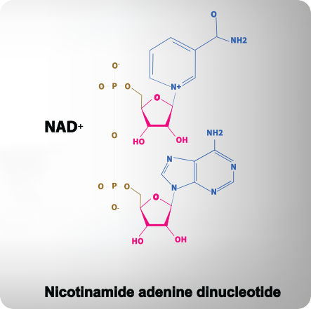 New Research About NAD+