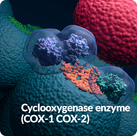GenuinePurity Fisetin - Inhibiting some enzymes can help modulate the inflammatory response.