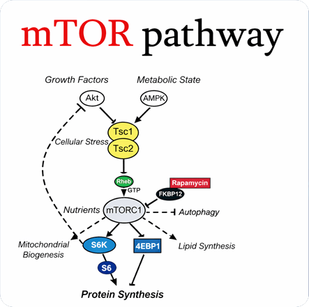 mTOR pathway to neuroprotection and cognition