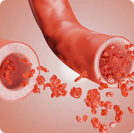 Fisetin has been reported to have vasodilatory effects