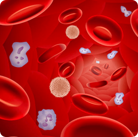Fisetin has been investigated for its potential antiplatelet effects