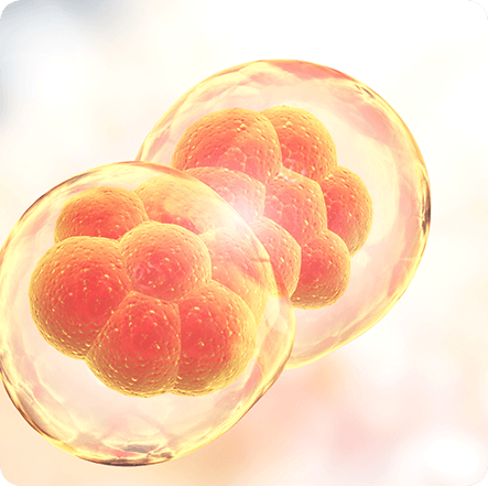Fisetin has been studied for its ability to support mitochondrial function and cellular health