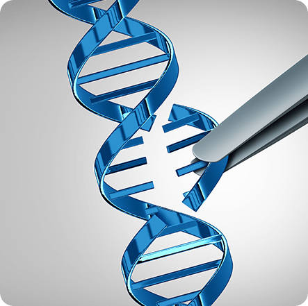 Fisetin has been investigated for its potential to support DNA repair mechanisms