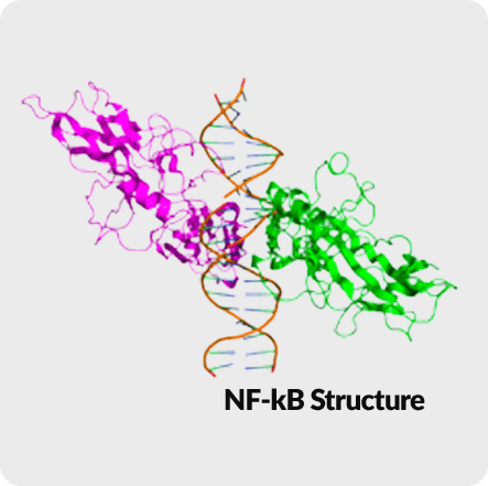 GenuinePurity Fisetin - NF-kB Structure