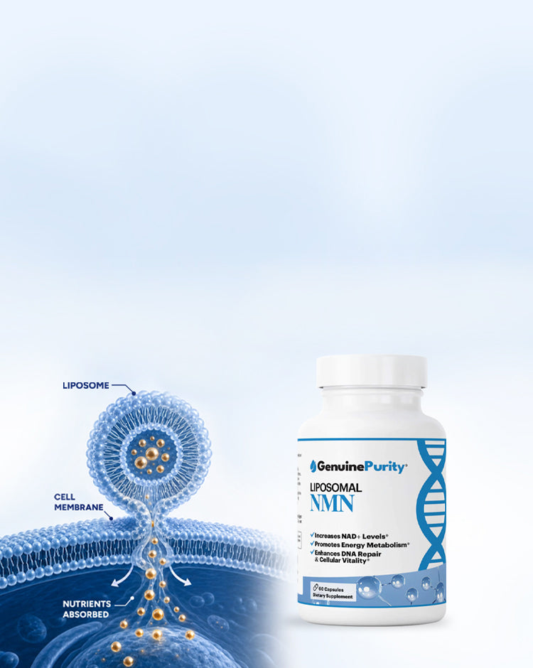 Liposomal absorption visual