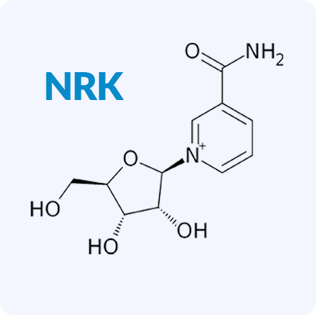 NR Kinase