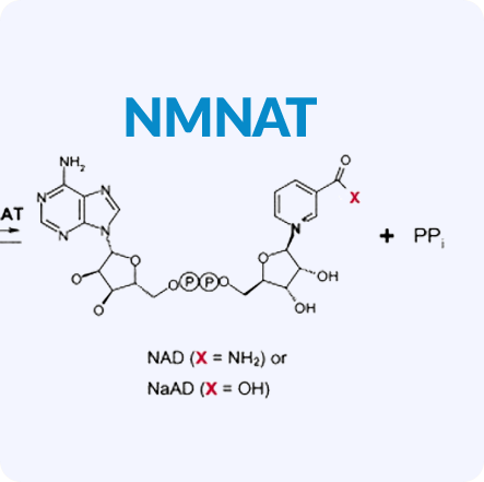 NMNAT