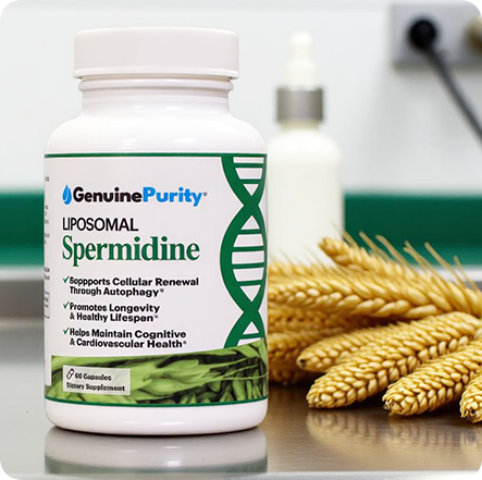 Blood Vessel Function - GenuinePurity Spermidine
