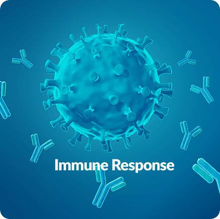 Immune Response - GenuinePurity Liposomal Fisetin