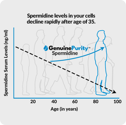 Graph: Spermidine levels in your cells decline after age of 35.