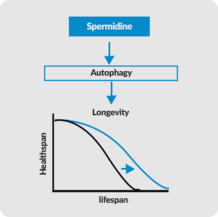 GenuinePurity Liposomal Fisetin