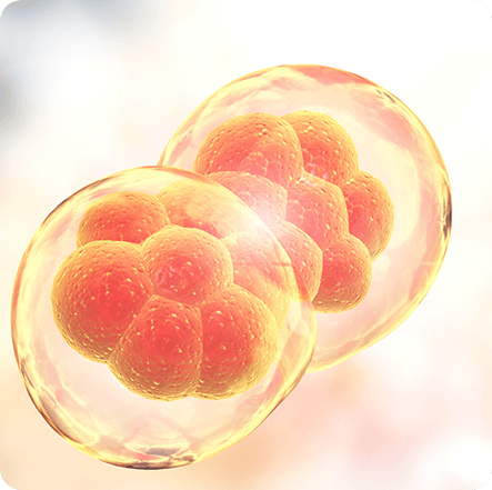 Blood Vessel Function - GenuinePurity Spermidine