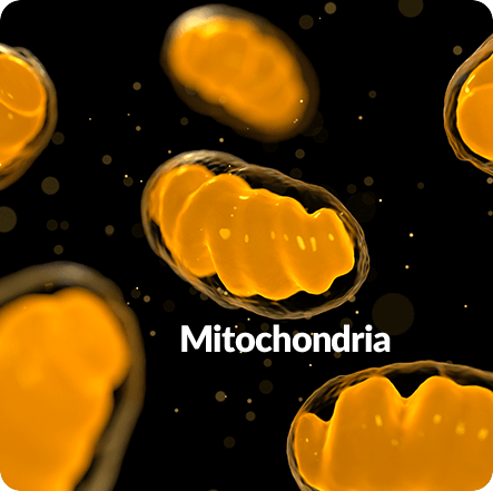 GenuinePurity Spermidine