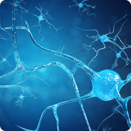 GenuinePurity Fisetin - NF-kB Structure