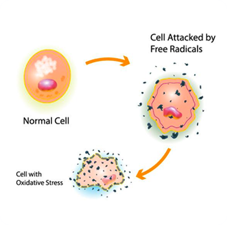 NMN has been shown to improve health