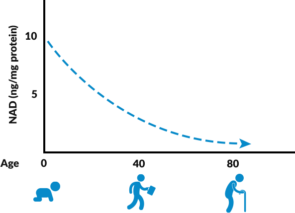 Graph: NAD+ Half At Middle Age