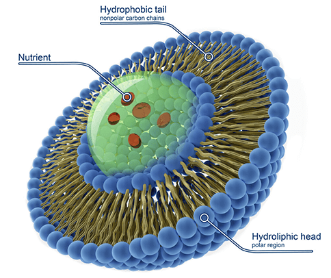 Hydroliphic