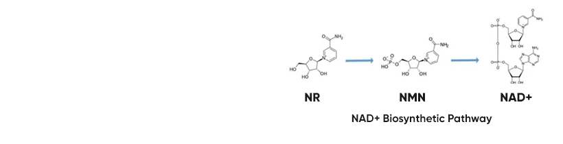 NAD+ Biosynthetic Pathway