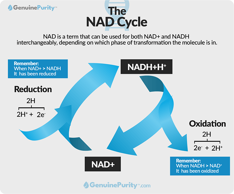 Infograph: The NAD Cycle