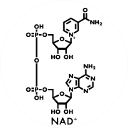 NAD+ Molecule