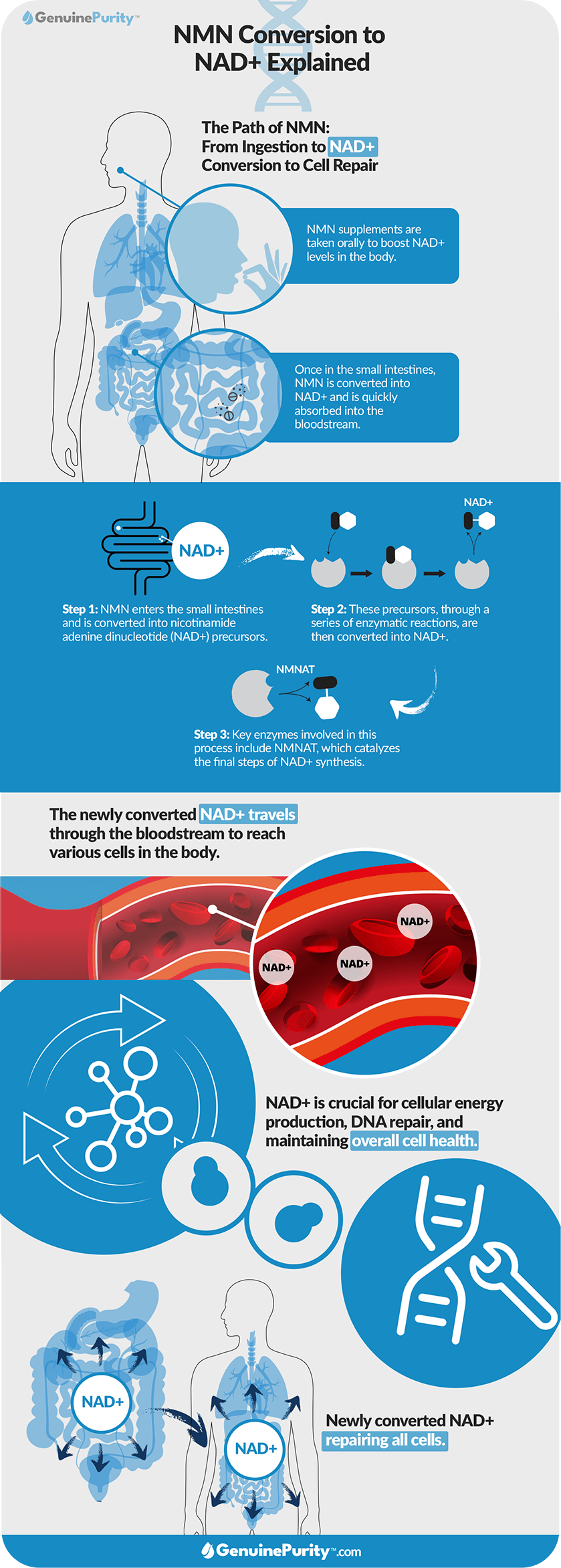 Infograph: NMN Conversion to NAD+ Explained