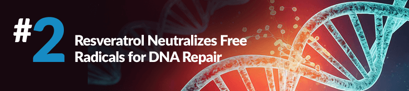 Resveratrol Neutralizes Free Radicals for DNA Repair