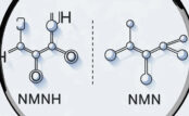 The Future of Anti-Aging: Understanding NMN and NMNH