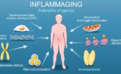 How Aging and Inflammation Create a Vicious Cycle