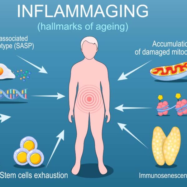 How Aging and Inflammation Create a Vicious Cycle