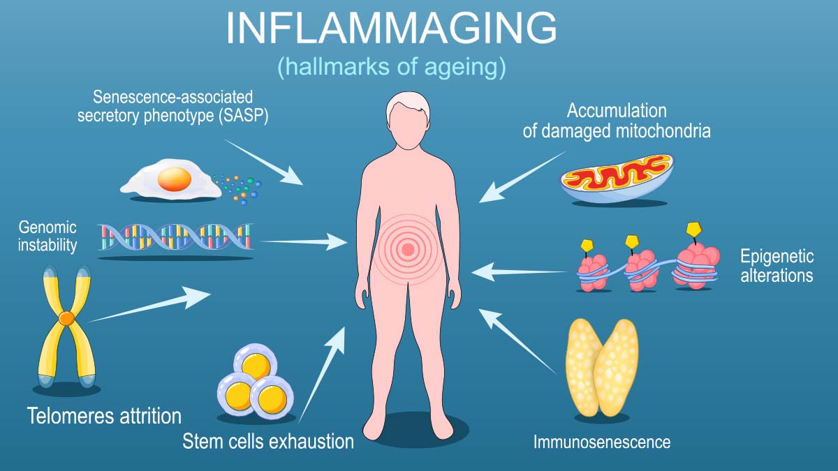 How Aging and Inflammation Create a Vicious Cycle